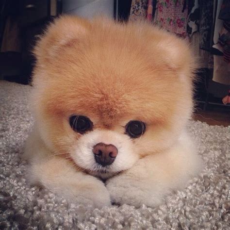 47 best Dogs Boo & Buddy Pomeranians images on Pinterest | Boo dog, Pomeranian and Pomeranians