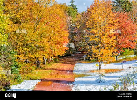 Fall foliage, Stanchel, Prince Edward Island, Canada Stock Photo - Alamy