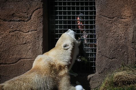 Older animals get special treatment at SF Zoo