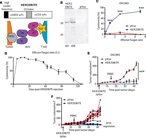 Figure 4 from DNA-encoded bispecific T cell engagers and antibodies present long-term antitumor ...