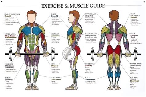 $4.99 - Human Exercise & Muscle Guide Poster Anatomical Chart Body ...