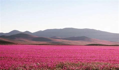 World's Driest Desert, Atacama Dresses To Purple Flowers After Rain ...