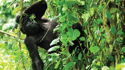 Bwindi impenetrable National park