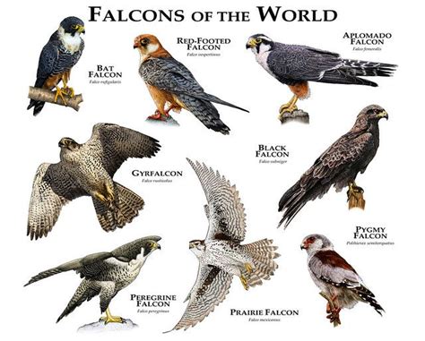 falcons | Birds of prey, Wild birds, Falcons