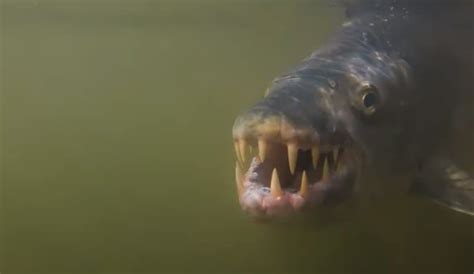 13 Crazy Goliath Tigerfish Facts - Fact Animal