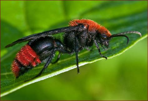 Mutillidae: Cow Killer Velvet Ant | Male | Flickr - Photo Sharing!