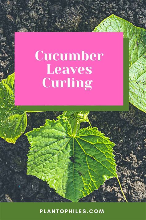 11 Surprising Causes For Cucumber Leaves Curling