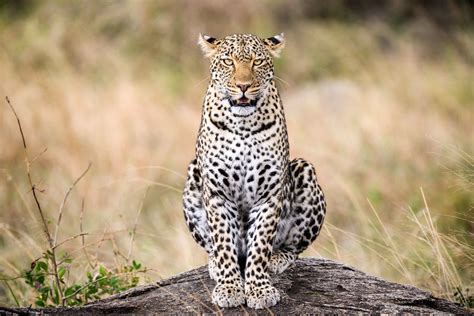 Leopard Sitting on a Rock | I had hoped to see a leopard on … | Flickr