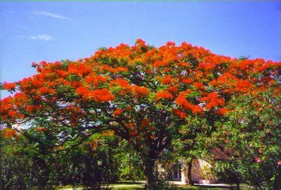 Royal Poinciana tree- 3 Gallon