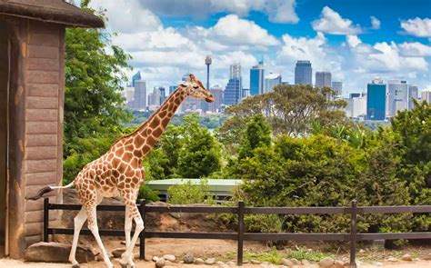 Book Taronga Zoo Tickets ‘2021’ | [COVID-19 Updated]