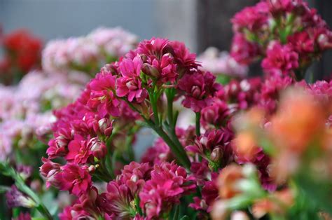 Flowers of the Earth: chinese new year flowers