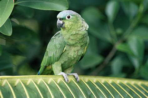 Mealy Parrot Amazona Farinosa Perching Photograph by Michael & Patricia Fogden