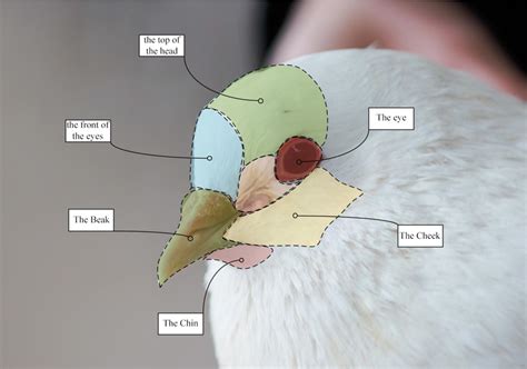 Names of several areas in the pigeon head. | Download Scientific Diagram