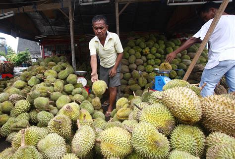 Durian – MindaNews