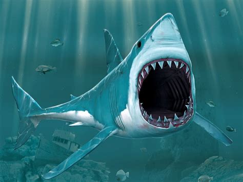 HD Shark Wallpapers - WallpaperSafari