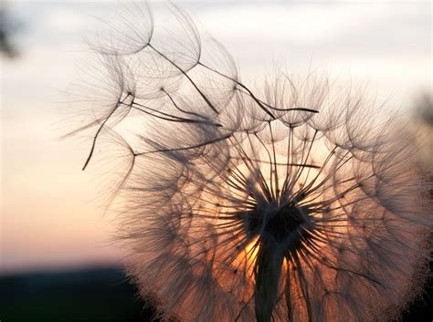 Pin by Λ S H ↟ on PICTURE PERFECT | Dandelion, Nature photography, Art ...