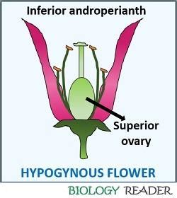 Difference Between Hypogynous and Epigynous Flower (with Comparison ...