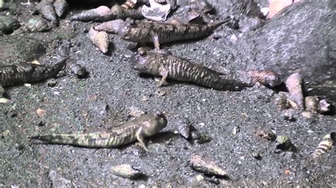 Mudskippers skipping and crabs eating... 11 July, 2011 - YouTube