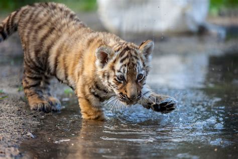 Baby Tigers - Cute Large Cats - MyStart