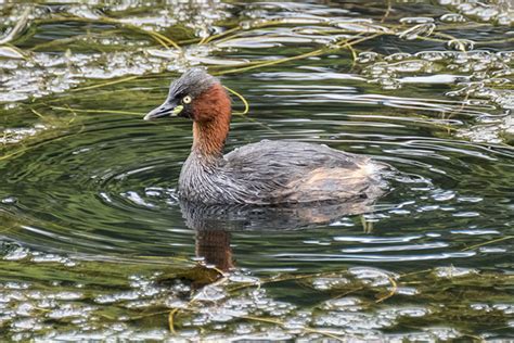 Little Grebe – Jonesblog