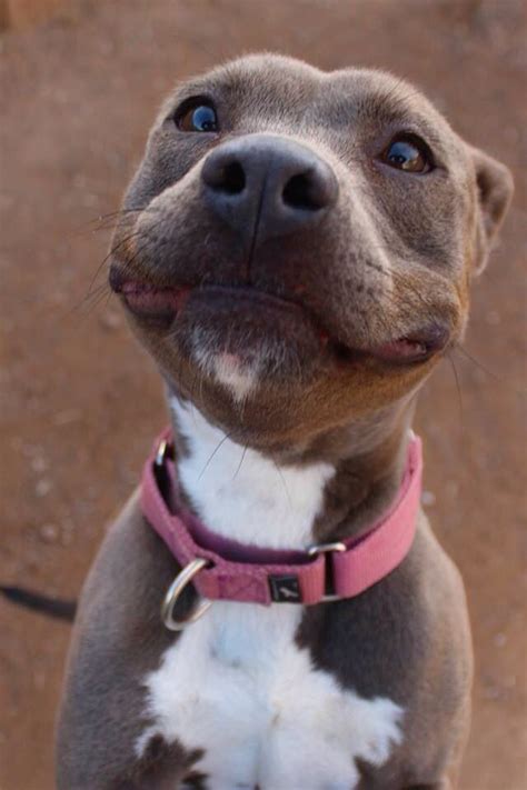 Cute pit bull smile | Cuteness | Pinterest