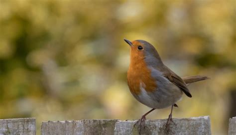 Robin Redbreast On Fence - Free photo on Pixabay