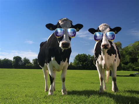 🔥 [70+] Funny Cow Wallpapers | WallpaperSafari