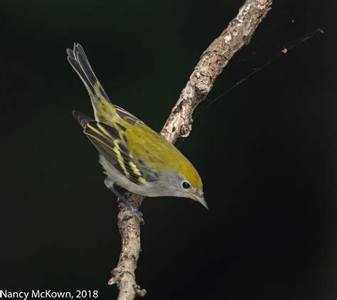 Photographing an Immature Chestnut Sided Warbler – AEC in Manual Mode with Auto ISO | Welcome to ...