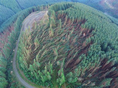 Storm Arwen damaged 16 million trees - BBC News