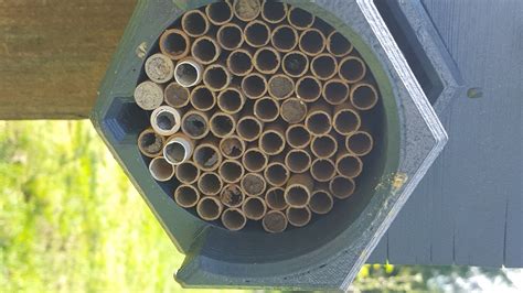 Mason Bee Hive : 3 Steps (with Pictures) - Instructables