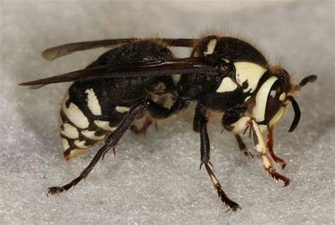 Maryland Biodiversity Project - Bald-faced Hornet (Dolichovespula maculata)