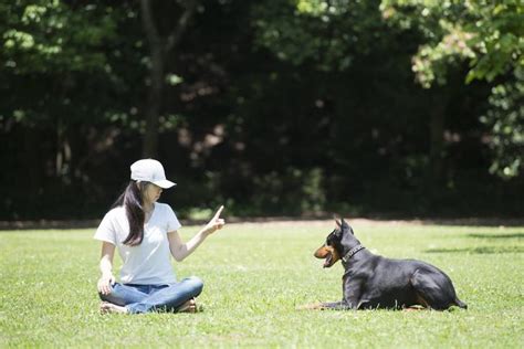 How To Become A Dog Trainer: Things To Know About Dog Training