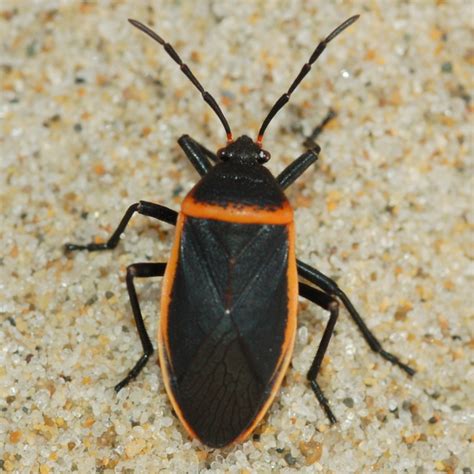 Black & orange bug - Largus cinctus - BugGuide.Net