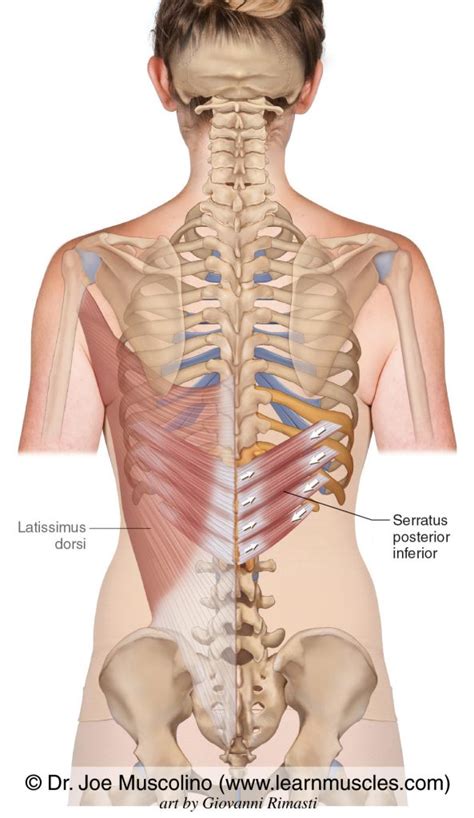 Serratus Posterior Inferior - Learn Muscles