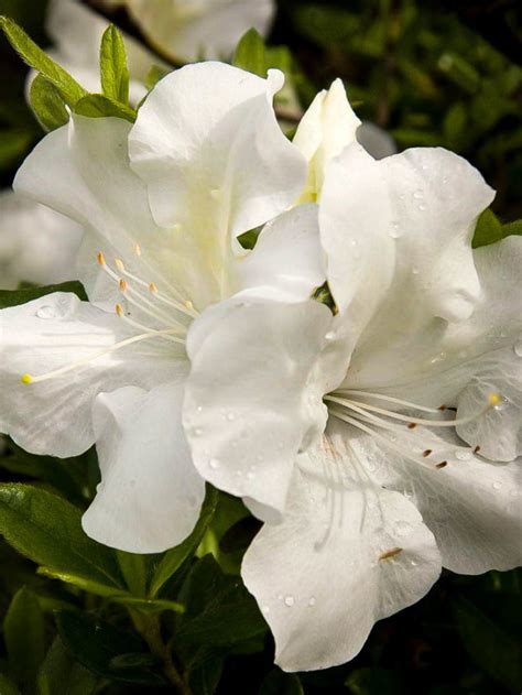 Autumn Fire Encore Azaleas For Sale Online | The Tree Center