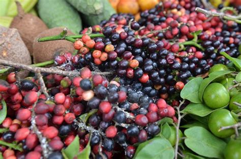 Bignay (Antidesma bunius) fruits used in wine as part of tropical fruit display GrowFest! 2013 ...