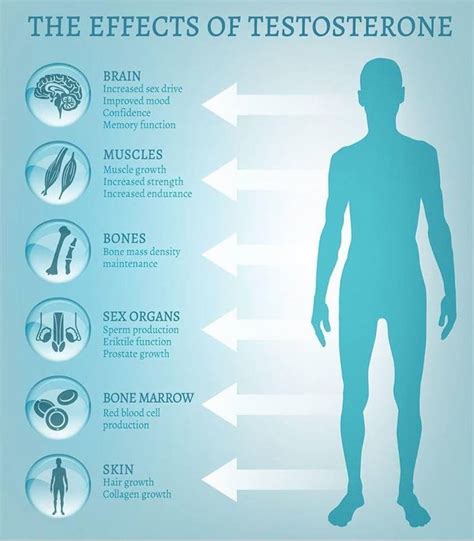 The 6 Effects of Testosterone in Your Body - AAI Clinics