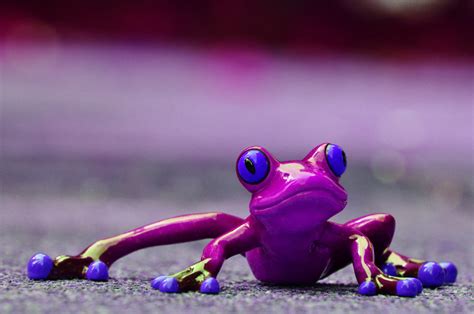 Free Images : sweet, purple, animal, cute, amphibian, fun, figure, lurking, funny, frog eyes ...