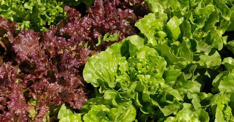 9 Health and Nutrition Benefits of Red Leaf Lettuce