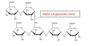 Glycosidic bond definition and structure - Science Query