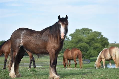 Gracious Guests at a Thoroughbred Breeding and Training Facility