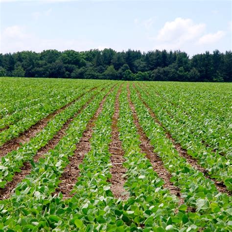 New soybean varieties in 2017 for Western Canada - Country Guide