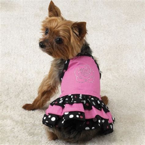 Yorkie Puppy Clothes, Cute Puppies, Cute Dogs, Teacup Yorkie Puppy, Yorkie Puppies, Pomeranian ...