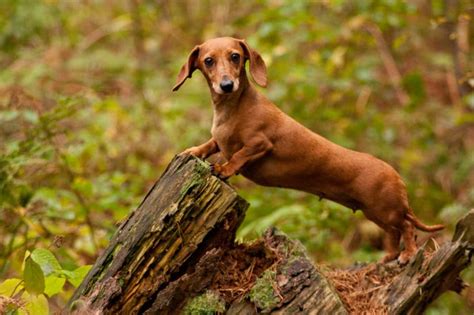 Dachshund Breed: Characteristics, Care & Photos | BeChewy