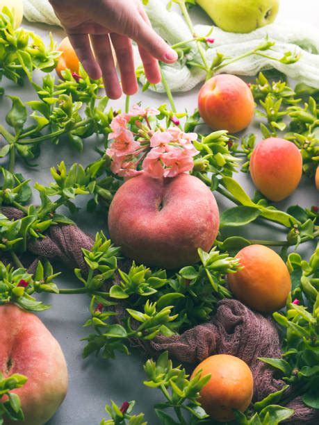 Best Apricot Picking Fruit Human Hand Stock Photos, Pictures & Royalty ...