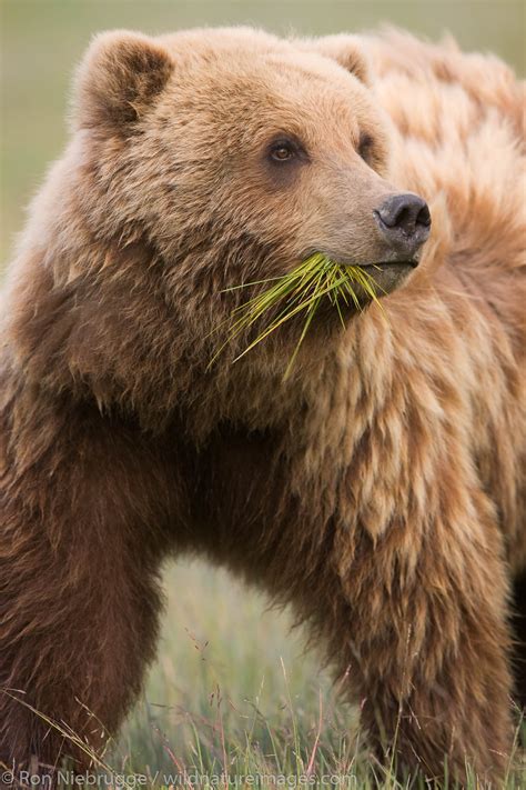 Brown Bear Cub | Photos by Ron Niebrugge