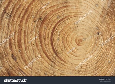 Pine Tree Rings Stock Photo 254853667 : Shutterstock