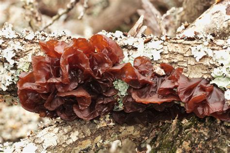 Brown Jelly Fungus Close-up Free Stock Photo - Public Domain Pictures