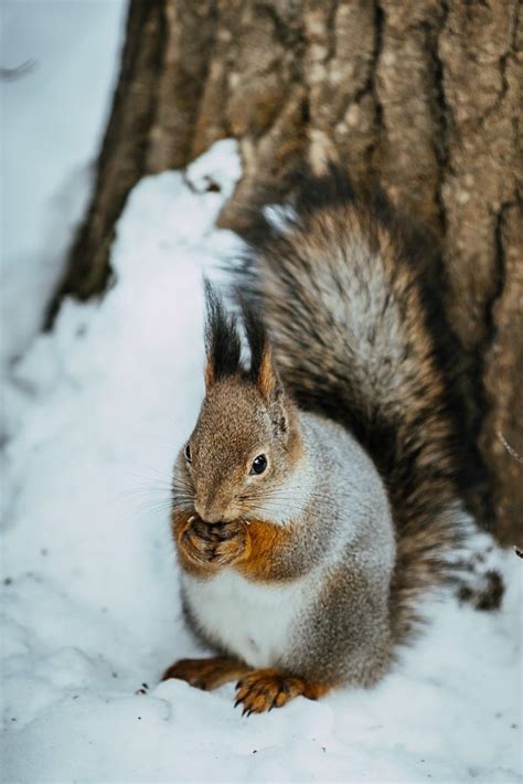 Where Do Squirrels Go In Winter? ????️ - WildLifeFAQ