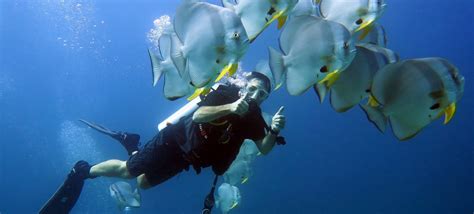 Teira batfish – Snorkeling Thailand